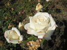 Antique Silk rose photo