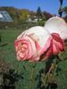 Altesse 75 rose photo