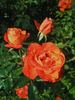Poppy Flash rose photo
