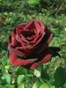 Black Velvet rose photo