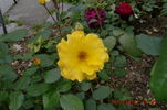 Stuttgardia rose photo