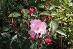 NDR1 Radio Niedersachsen ® rose photo