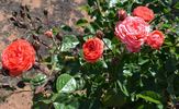 Pacific Triumph rose photo