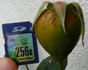 Sissi, Cl. rose photo