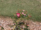Fires of Alamo rose photo