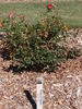 Fires of Alamo rose photo