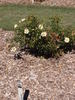 Jane Bullock rose photo