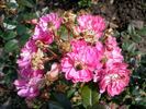 Kodály Zoltán emléke rose photo