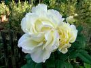 Wedding Song rose photo