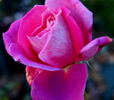 Klimentina rose photo
