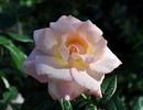 Dorothy House rose photo