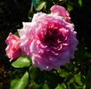 Abrud rose photo