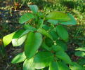 Abrud rose photo