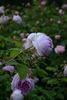 Elda rose photo