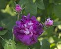Giovanni Croce rose photo