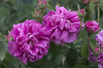 Giovanni Gabrieli rose photo
