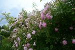 Murrina rose photo