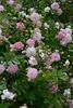 Murrina rose photo