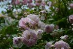 Murrina rose photo