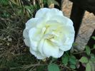 Nana Mouskouri rose photo