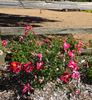 Fires of Alamo rose photo