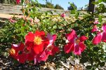 Fires of Alamo rose photo