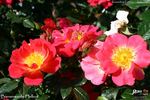 Bienenweide Hellrot rose photo