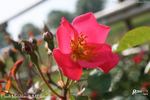 Flash Meidiland ® rose photo