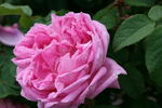 Comtesse Doria rose photo