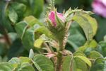 Comtesse Doria rose photo
