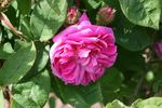d'Arcet rose photo