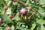 d'Arcet rose photo