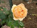 Henrietta Barnett rose photo