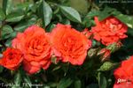 Top Marks rose photo