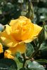 Westart rose photo