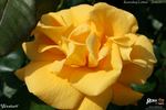 Westart rose photo