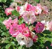 Rudolf Timm rose photo