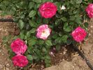 Maxim ® rose photo