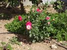 Maxim ® rose photo