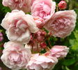 Exquisite rose photo