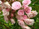 Exquisite rose photo