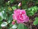 Queensland Beauty rose photo