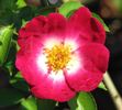 Raspberry Bouree rose photo