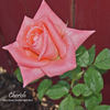 Cherish rose photo