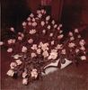 Fede rose photo