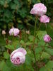 Queen Anne rose photo