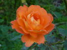 Fairest Cape ® Panarosa rose photo