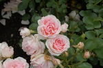 Ballade ® rose photo