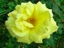 Funkuhr ® rose photo