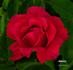 Jamaica rose photo